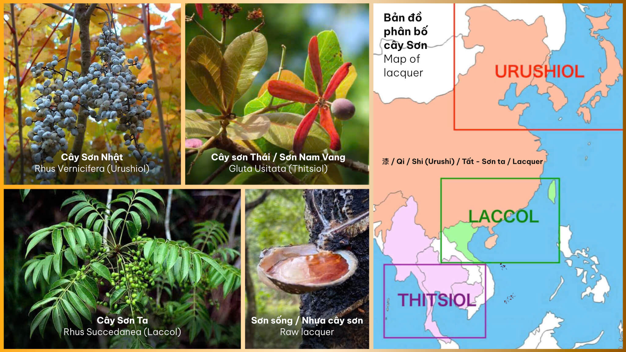 Bản đồ các loại sơn trong sơn mài